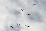 Morten 26 juli 2022 - 6 store fugler over Høyenhall, dem flakser og skriker, og vet ikke helt hvor de skal fly hen