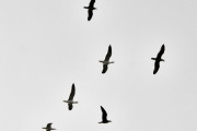 Morten 26 juli 2022 - 6 store fugler over Høyenhall, dem ser ut som forvokste måker