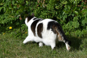 Morten 26 mai 2023 - Katten på Høyenhall, jeg er glad i katter siden vi har mus i hagen