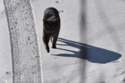 Morten 26 mars 2023 - Katten på Høyenhall, strålende vær i dag