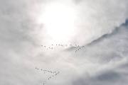 Morten 27 august 2022 - 39 store fugler over Høyenhall, vi for med solen på første bilde