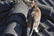 Morten 27 mars 2023 - Katten på Høyenhall, og her ser vi hele katten