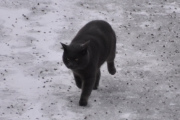 Morten 28 desember 2022 - En katt på Høyenhall, men jeg så reven i dag