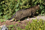 Morten 28 juli 2022 - Katten på Høyenhall, jeg så at den klarte å fange en fugl