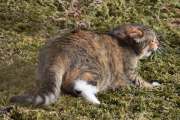 Morten 28 mars 2023 - Katten på Høyenhall, men denne katten for ikke sitte her alene