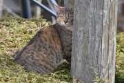 Morten 28 mars 2023 - Katten på Høyenhall, ellers så diskuterte dem denne katten som sitter her nede