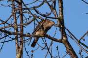 Morten 28 mars 2023 - Spurvehauken på Høyenhall, den fløy rett over hodet mitt og satt seg i treet