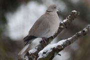 Morten 3 februar 2023 - Tyrkerdua på fugletreet, deg måtte jeg bare ta bilde av