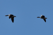 Morten 3 mai 2023 - To store fugler over Høyenhall, men de er på vei til Østensjøvannet