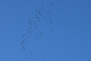 Morten 3 oktober 2022 - 130 fugler over Høyenhall, dem er ikke så store og er litt lysere rundt hode