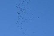 Morten 3 oktober 2022 - 130 fugler over Høyenhall, kan det være en Kaieflokk som er på vei syd-vest?