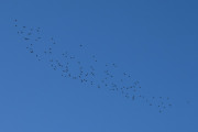 Morten 3 oktober 2022 - 130 fugler over Høyenhall, jeg fikk ikke tid til å zoome meg inn
