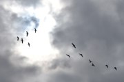 Morten 3 september 2022 - 12 store fugler over Høyenhall, her får vi med solen som er bak en sky