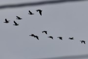 Morten 3 september 2022 - 12 store fugler over Høyenhall, men så tar de retningen mot Kjeller flyplass