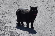 Morten 30 april 2023 - En katt på Høyenhall, du passer på oss