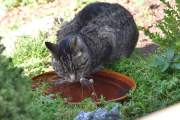 Morten 30 august 2022 - Katten på Høyenhall, den tilhører her