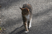 Morten 30 september 2022 - En katt på Høyenhall, men deg er jeg ikke helt sikker på...