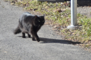 Morten 5 mai 2023 - Katten på Høyenhall, jeg ser at du går der