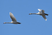 Morten 5 mai 2023 - To store fugler over Høyenhall, dem er blant de største fuglene som kan fly
