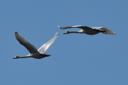 Morten 5 mai 2023 - To store fugler over Høyenhall, og nå er dem på vei mot Østensjøvannet