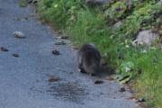 Morten 5 september 2022 - En katt på Høyenhall, jeg ser alltid etter reven