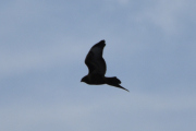 Morten 6 august 2022 - Rovfuglen over Heggedal, men da vet vi at det er rovfugl rundt Heggedal
