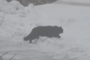 Morten 7 februar 2023 - Katten på Høyenhall, det var så tett tåke i dag, at man så nesten ingen ting