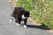 Morten 7 juni 2023 - En katt på Høyenhall, det er en snill katt dette her
