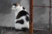 Morten 8 april 2023 - Katten på Høyenhall