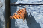 Morten 8 juni 2023 - En sommerfugl på Høyenhall, vi får se hvor mange forskjellige det er