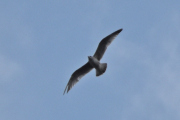Morten 9 april 2023 - Stor fugl over Høyenhall, den fløy høyt og sirklet rundt