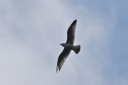 Morten 9 april 2023 - Stor fugl over Høyenhall, men jeg ble nok lurt av vingen, dette er jo en måke