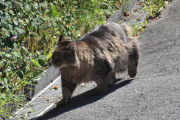 Morten 14 juli 2023 - En katt på Høyenhall, det er ikke rart at jeg reagerer