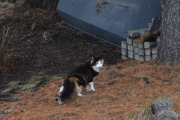 Morten 1 april 2024 - Katten på Høyenhall