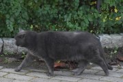 Morten 1 oktober 2023 - En katt på Høyenhall, jeg tror du er hjemløs jeg