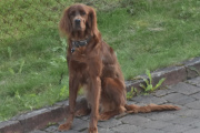 Morten 1 september 2023 - En hund på Høyenhall, dette er vel en fuglehund