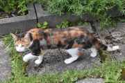 Morten 10 juni 2024 - Katten på Høyenhall, deg kjenner jeg igjen
