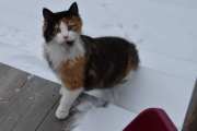 Morten 11 februar 2024 - Katten på Høyenhall, kommer du og hilser på
