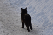 Morten 11 januar 2024 - En katt på Høyenhall, det er best og holde seg på veien nå med så mye snø