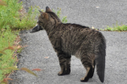 Morten 11 juli 2024 - Katten på Høyenhall, når jeg ser en katt fanger en fugl, da blir jeg lei meg