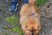 Morten 12 august 2023 - Hunden i Våler i Solør, den går uten bånd og eieren heter Johan