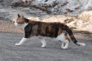 Morten 12 mars 2024 - Katten på Høyenhall, der er du igjen ja