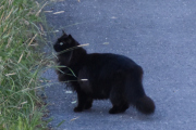 Morten 14 juli 2023 - En katt på Høyenhall, den er ute tidlig på morgenen