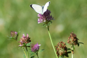 Morten 14 juli 2023 - En sommerfugl på Høyenhall, så får vi med noen blomster også