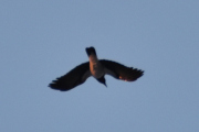 Morten 15 januar 2024 - En fugl over Høyenhall, det kan være en kråke