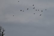 Morten 15 juli 2023 - 13 fugler over Høyenhall, det er dårlig vær i dag, og da kommer disse flokkene her