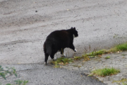 Morten 15 juli 2023 - Katten på Høyenhall, du blir våt på labbene nå...