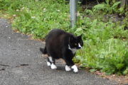 Morten 16 juli 2023 - En katt på Høyenhall, denne kjenner vi igjen
