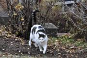 Morten 17 november 2023 - En katt på Høyenhall, er du i hagen min igjen...