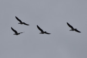 Morten 17 oktober 2023 Store fugler over Høyenhall, dem fløy fra og til Østensjøvannet